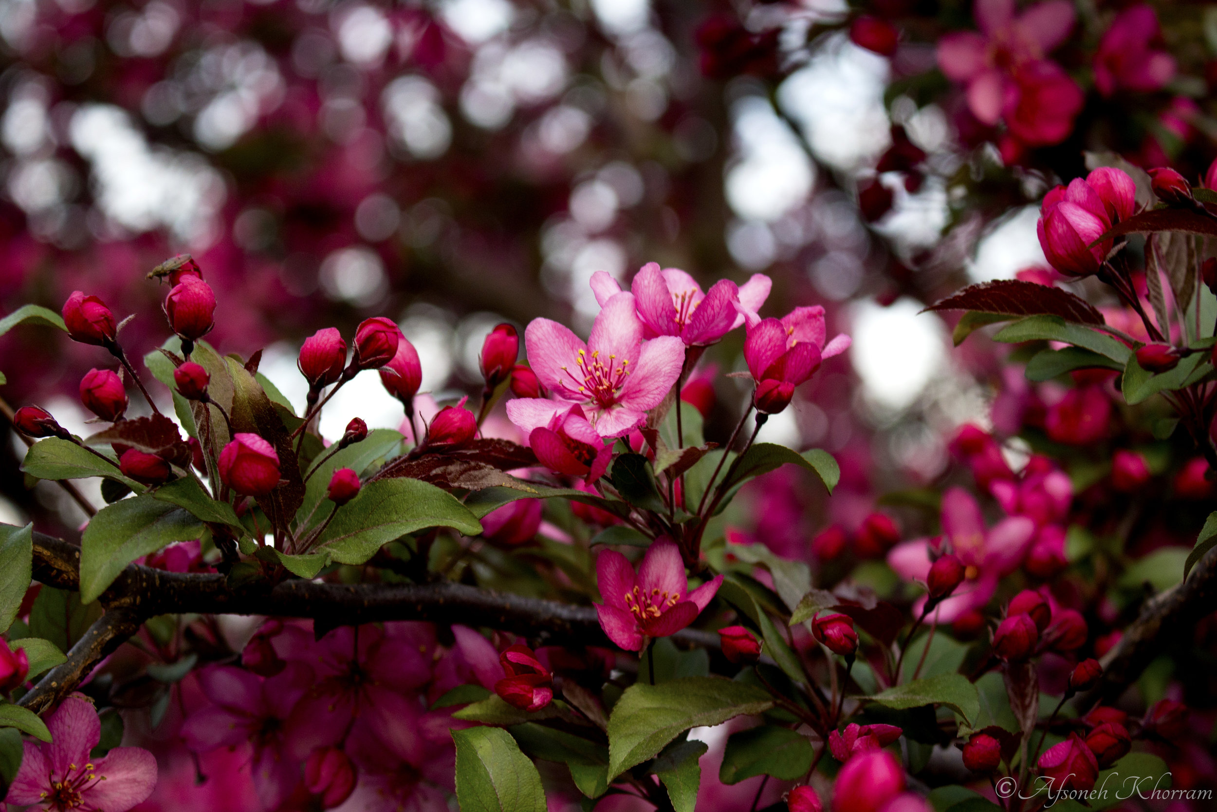 Crabapple Blossoms