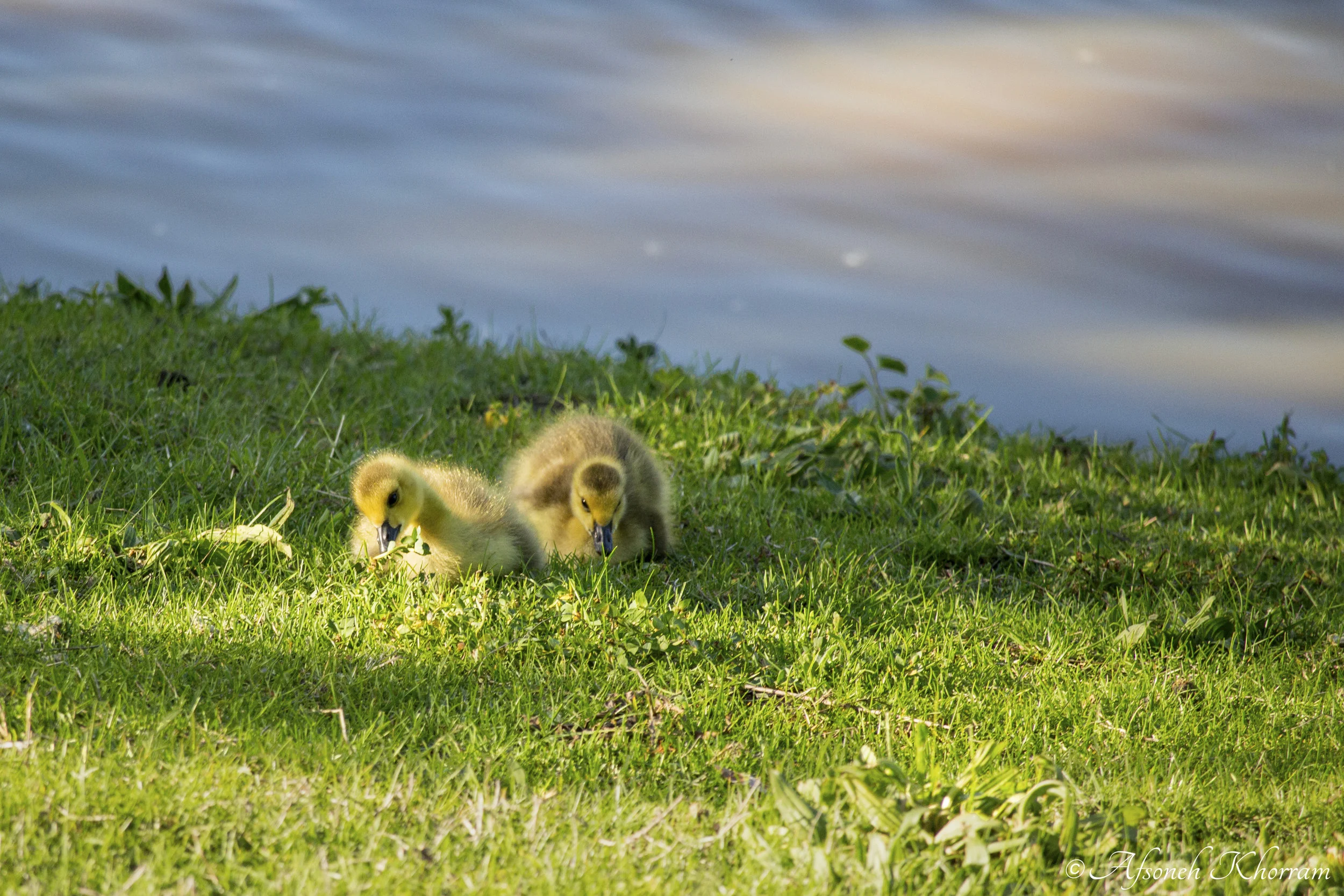 Sunbathing Goslings