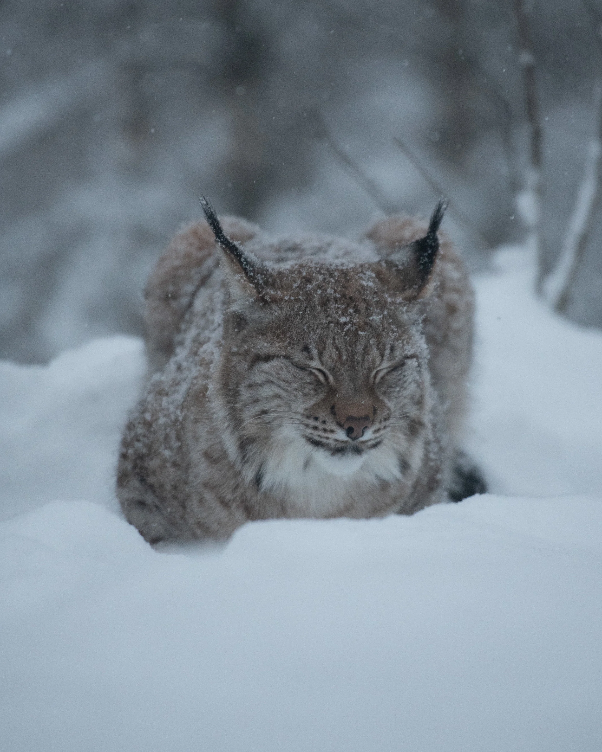 Lynx in Northern Norway