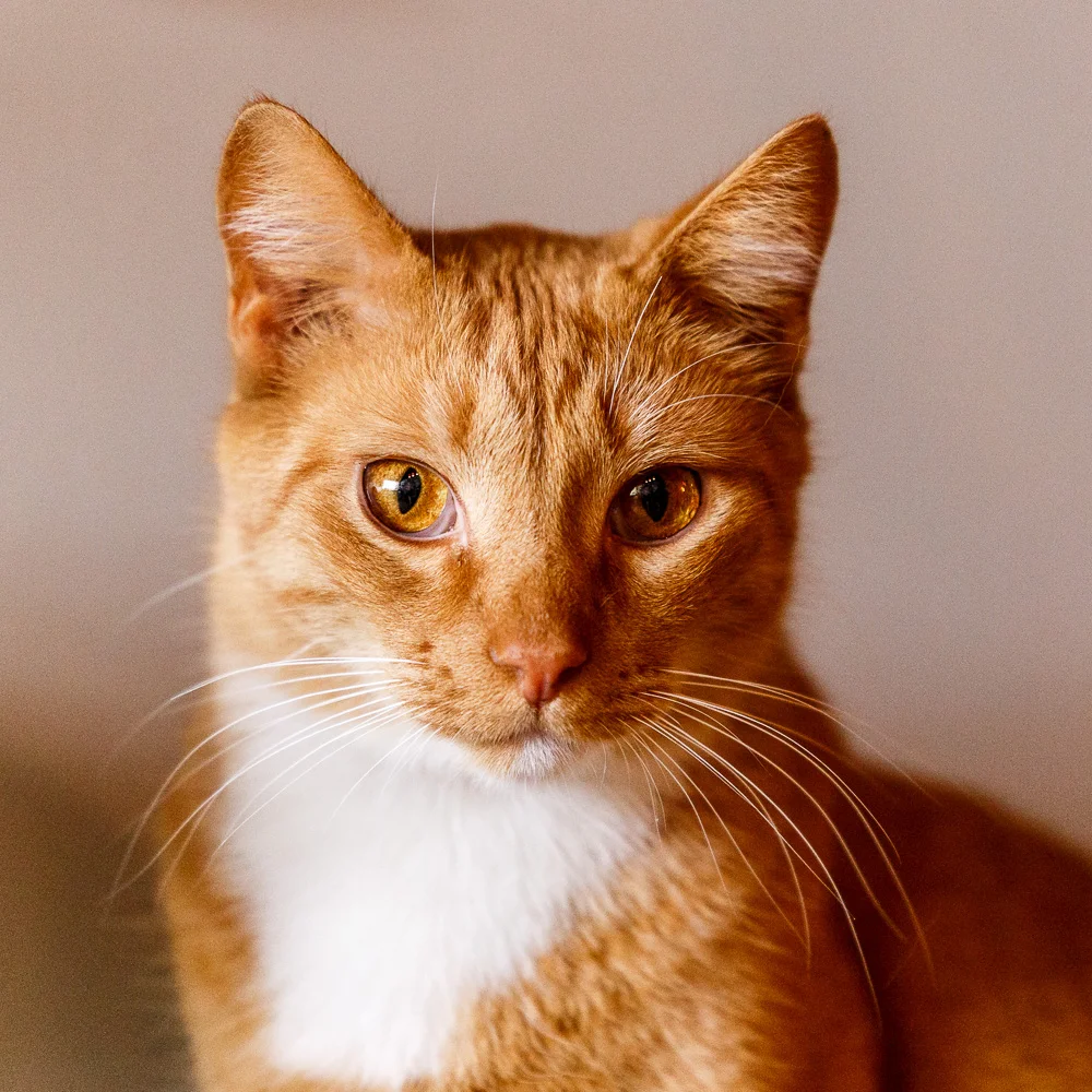 javacats03Feb20180261.jpg