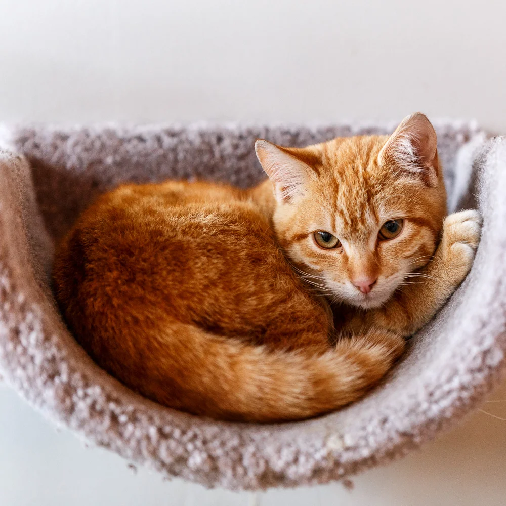 javacats03Feb20180048.jpg