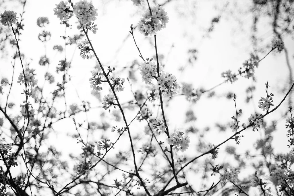 7Y5A6641bw.jpg