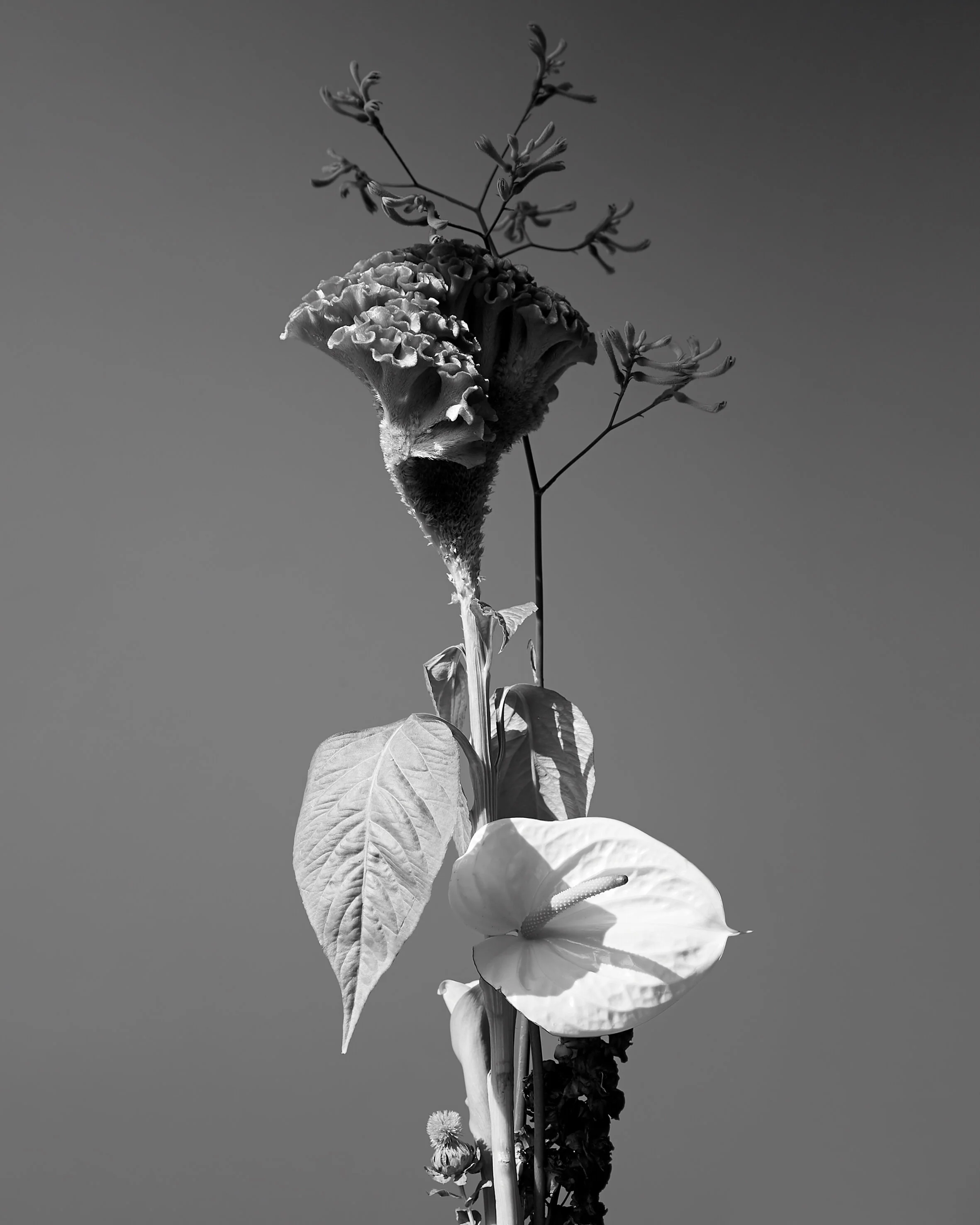 Anthurium