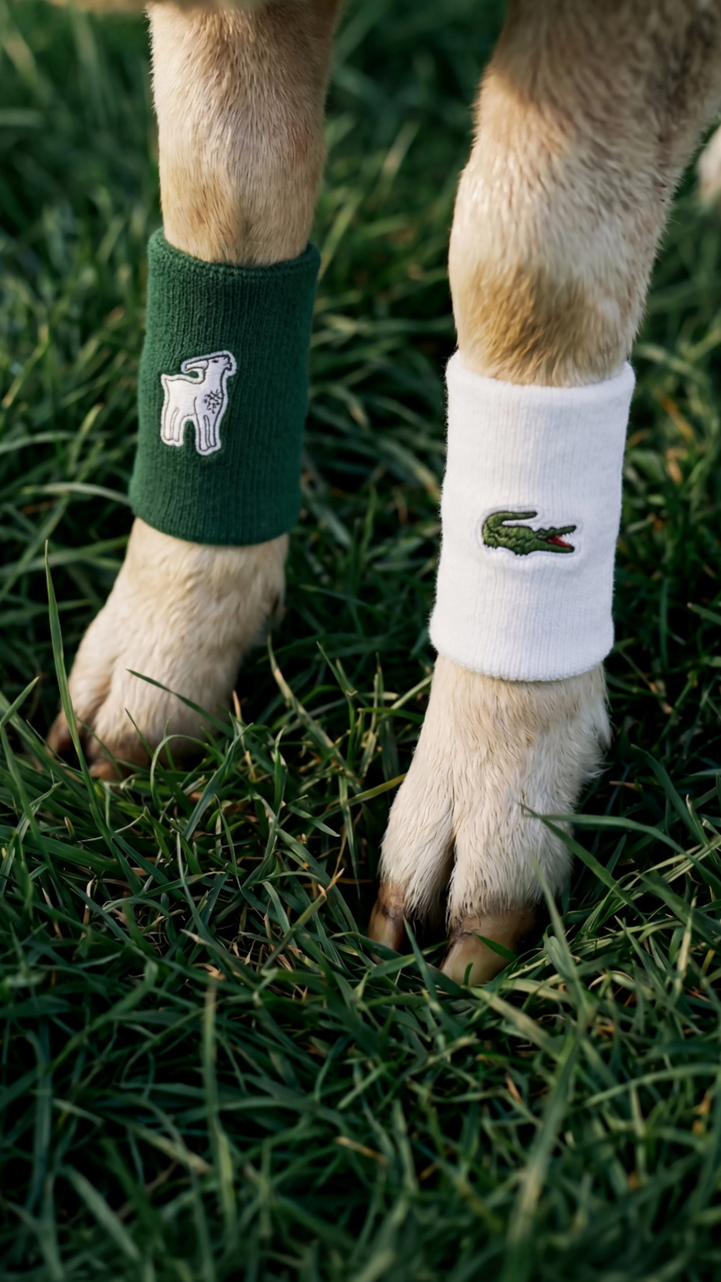 THEGOAT_WRISTBANDS_916.jpg