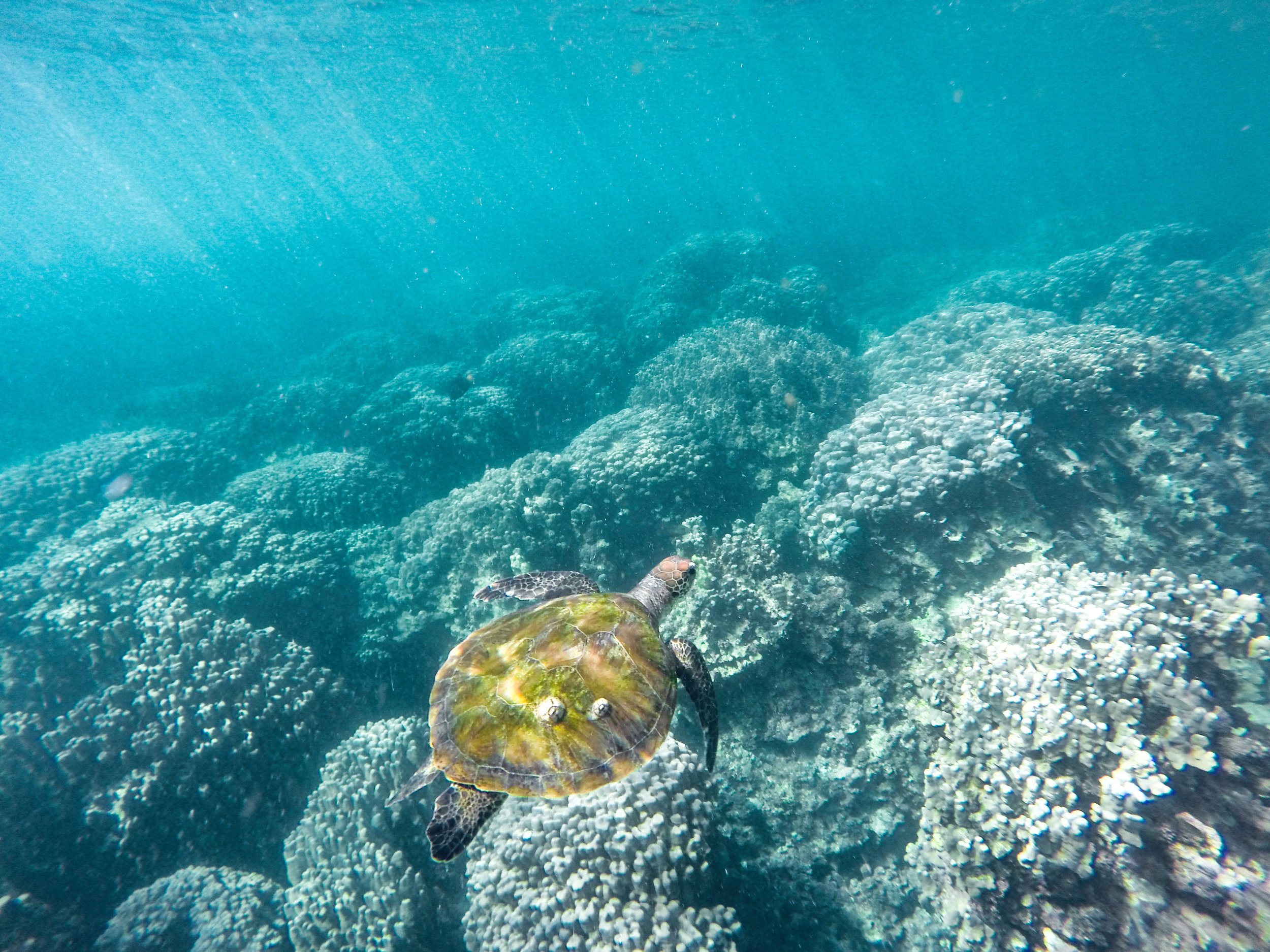 Short-Haul, Deep Impact: Why Europe's Best Diving Holidays Are Closer Than You Think