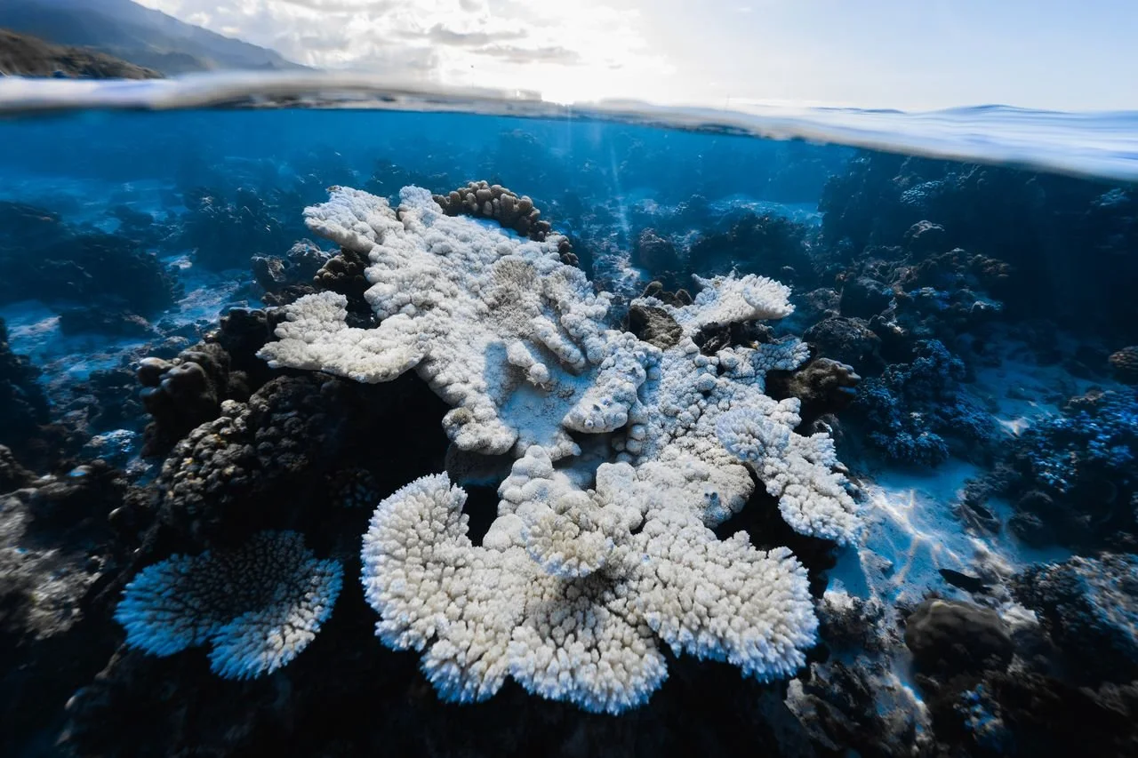 The New Luxury Travel: Coral Gardeners Makes Conservation the Destination