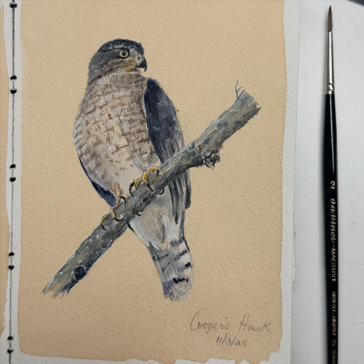 Handsome visitor to the yard today&hellip;#dailysketch #coopershawk #birdart #sketchdaily #watercolor #painting #thinkingwithpaper #sketchbook #sketchbookhabit #inkunderdrawing #makingarteveryday #artist