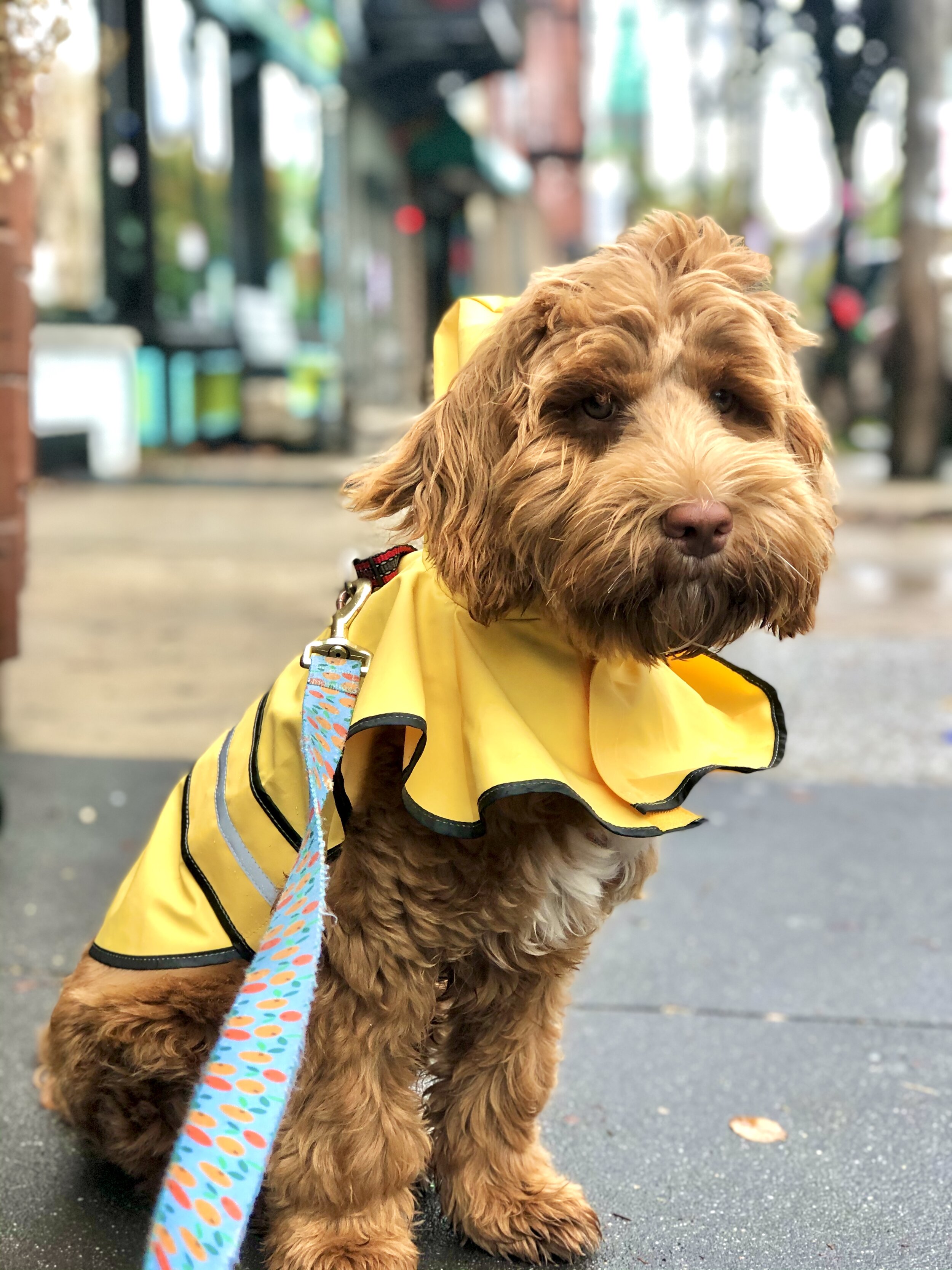 goldendoodle raincoat