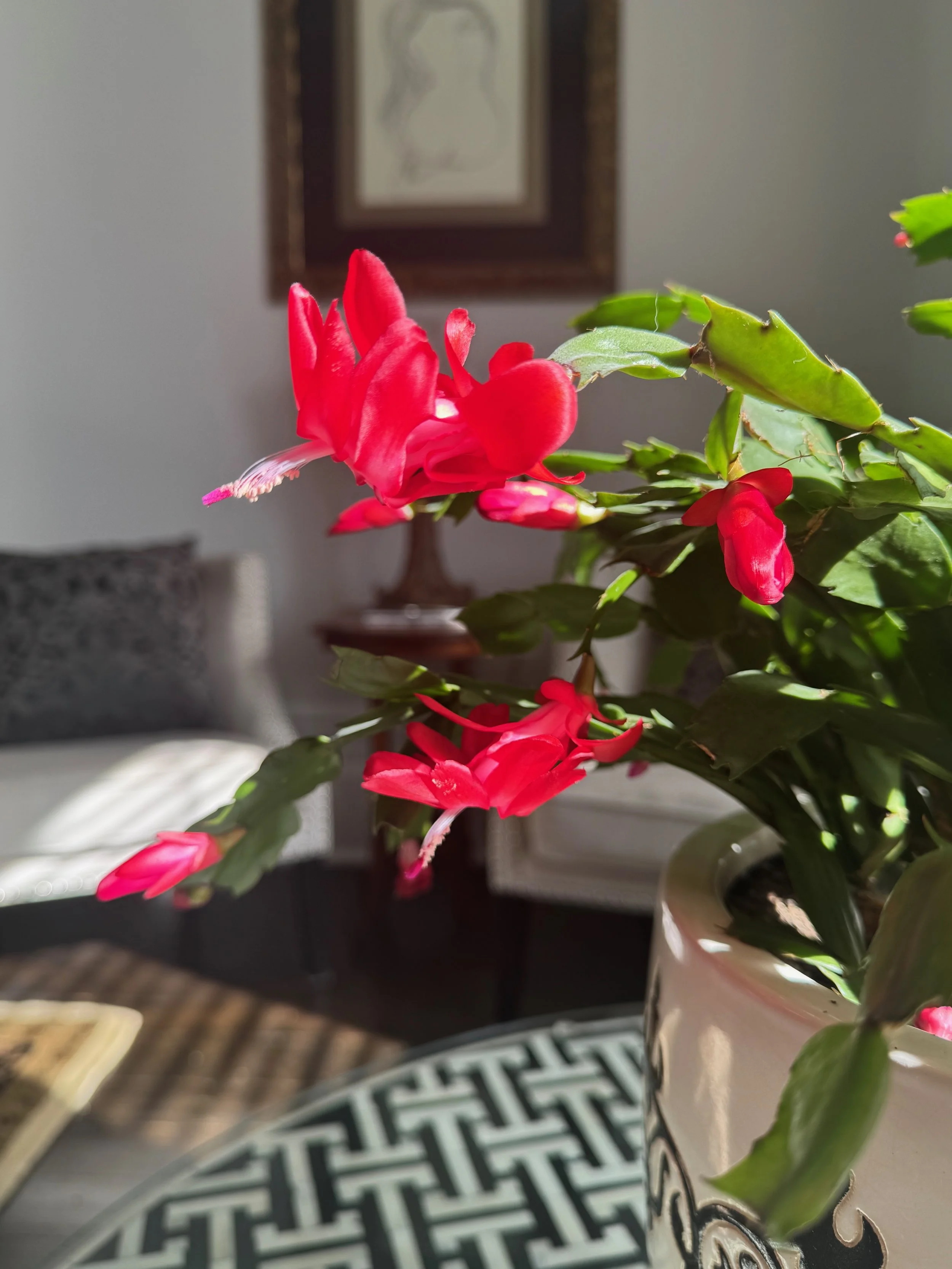 IMG_3039.jpeg