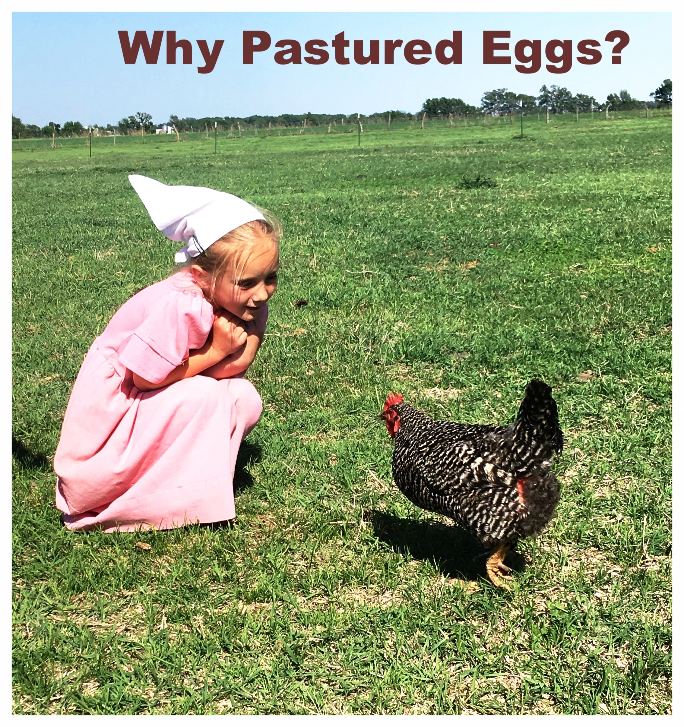 Free Range vs. Pasture-Raised: What's the Difference?