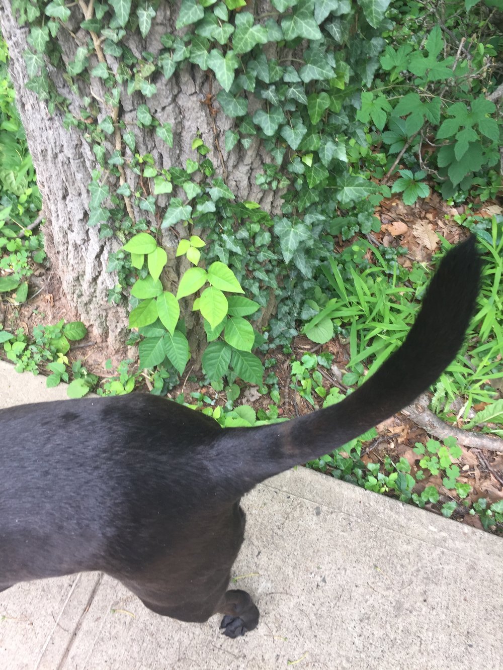 Factureerbaar Postbode ornament poison ivy — Blog — Pet Care Experts|Dog Walking|Pet Sitting|Overnight Pet  Sitting