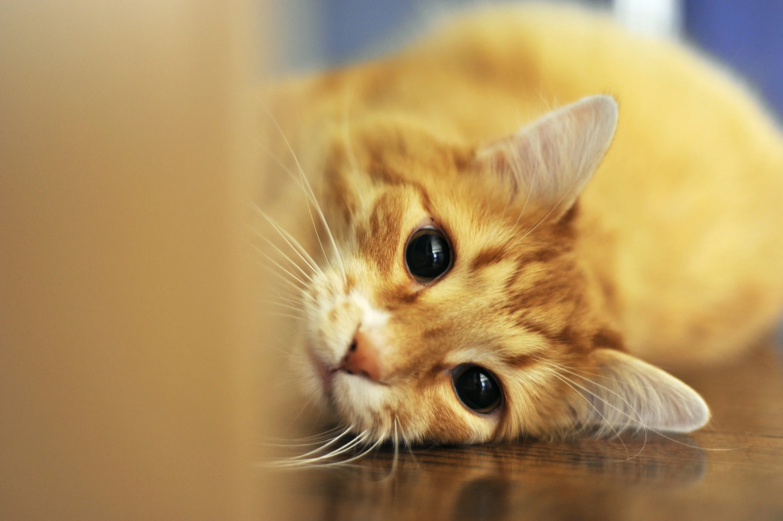 Fun Facts on Cats!