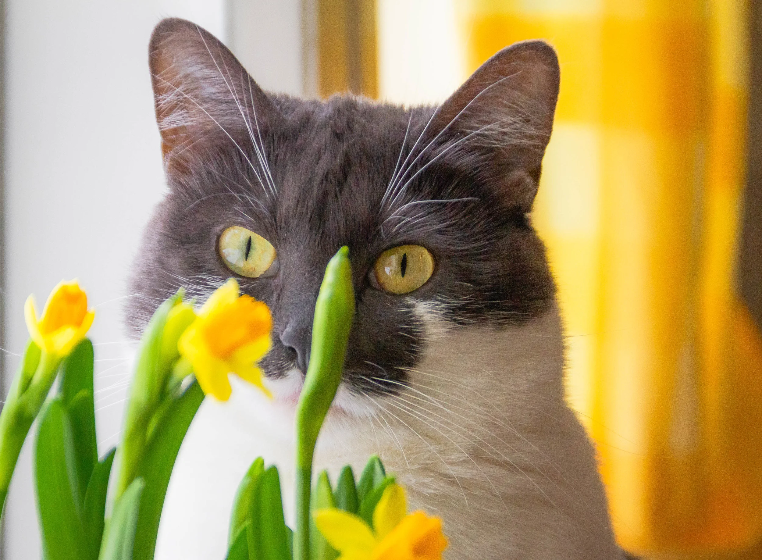 Coronavirus & Your Pets