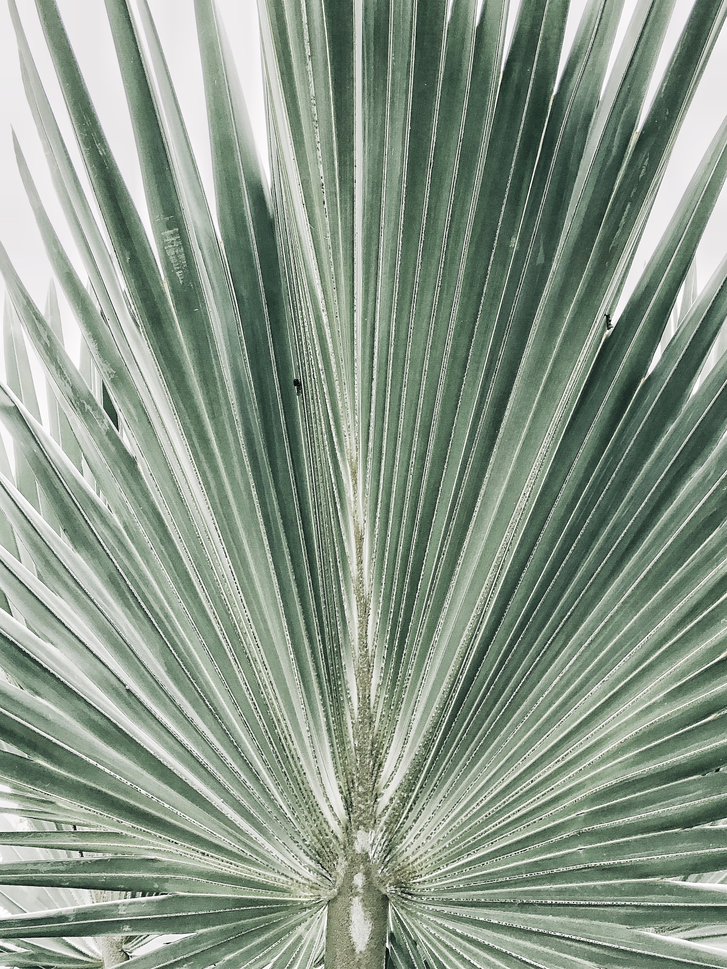 AAA LIGHT PALM.jpg