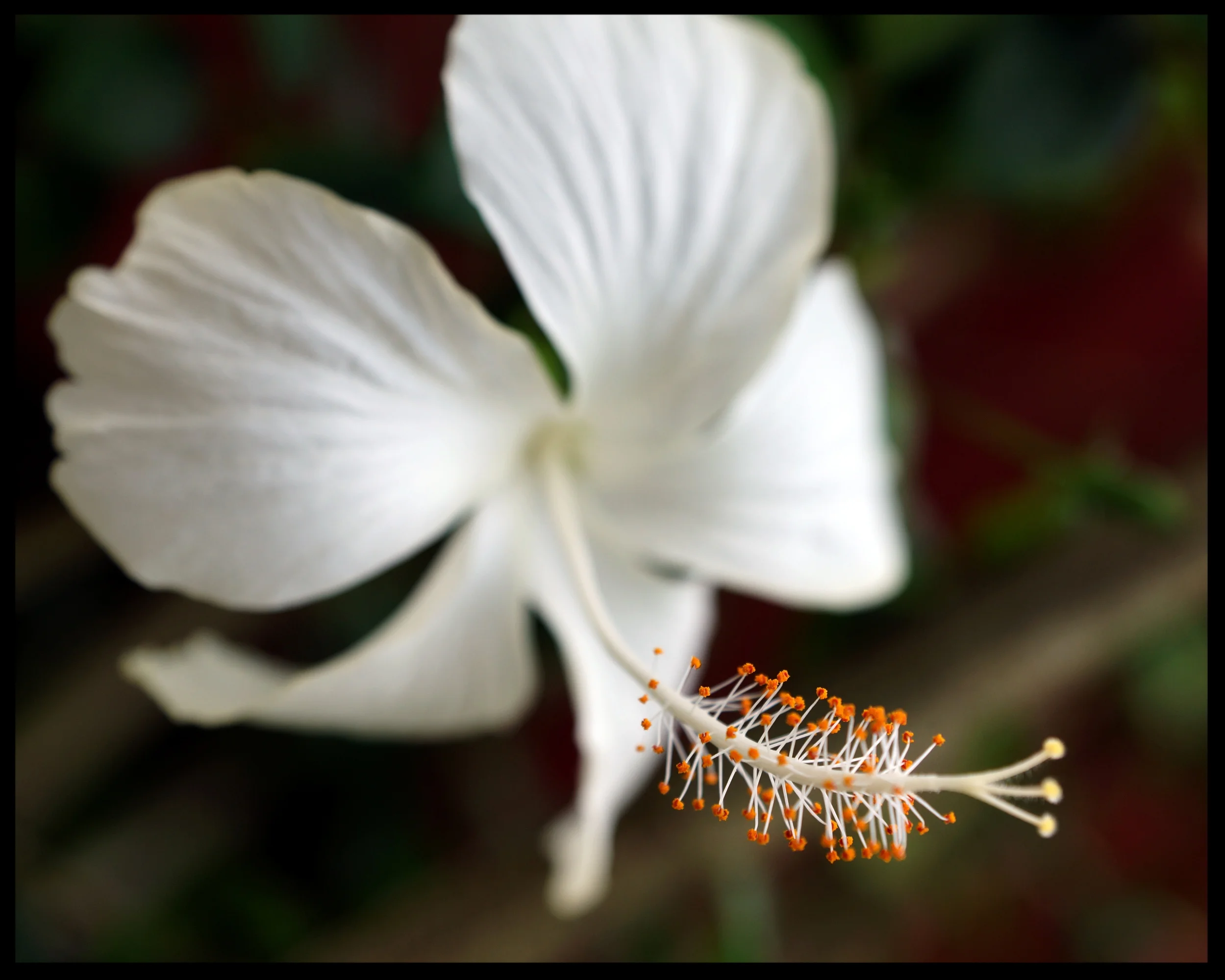 Bliss in Cebu - Jonathan Hornby.jpg
