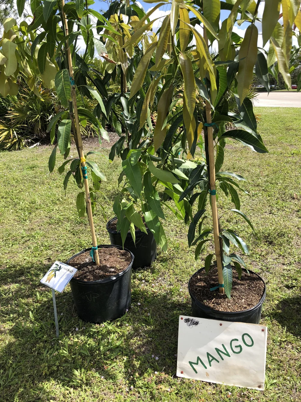 Mango Trees Productive Produce