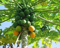 ¿Todos los árboles de papaya dan frutos?
