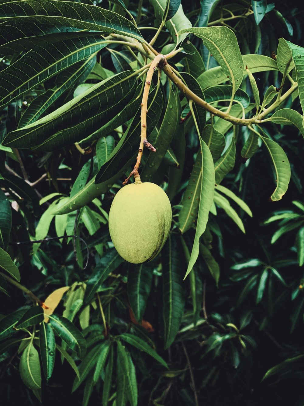 Mango Trees Productive Produce