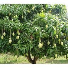 Fruiting mangoe tree