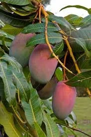 Mango Trees