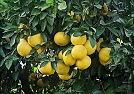 Grapefruit Trees