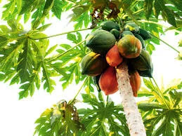 Papaya Trees