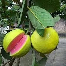 Guava Trees