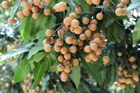 Longan Trees