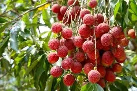 Lychee Trees