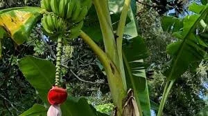 Banana Trees