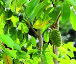 Soursop Trees