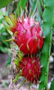 Dragon Fruit Cactus - Pitaya