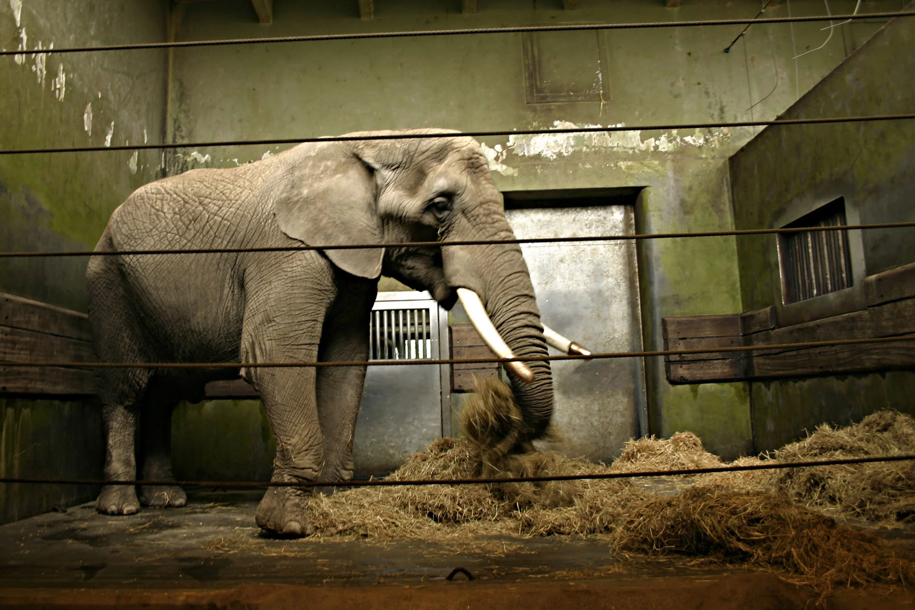 stockvault-elephant-in-cage97313.jpg