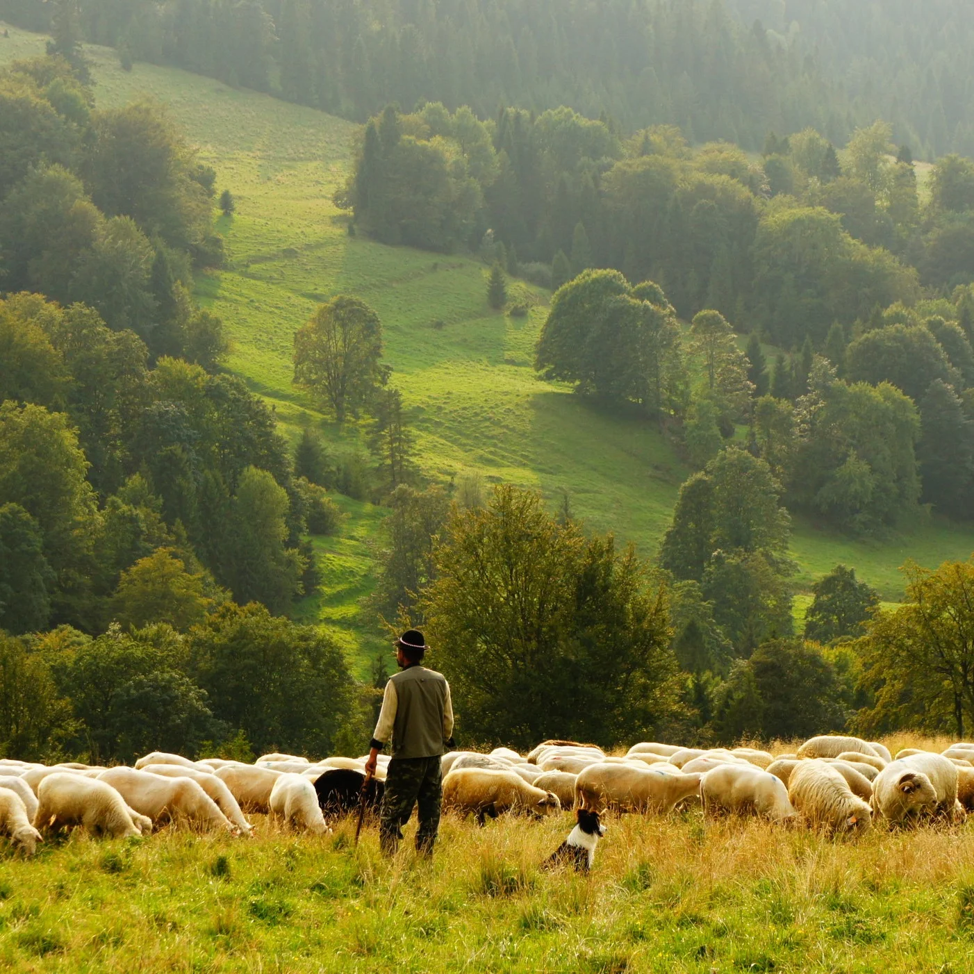 “My Sheep Hear My Voice”