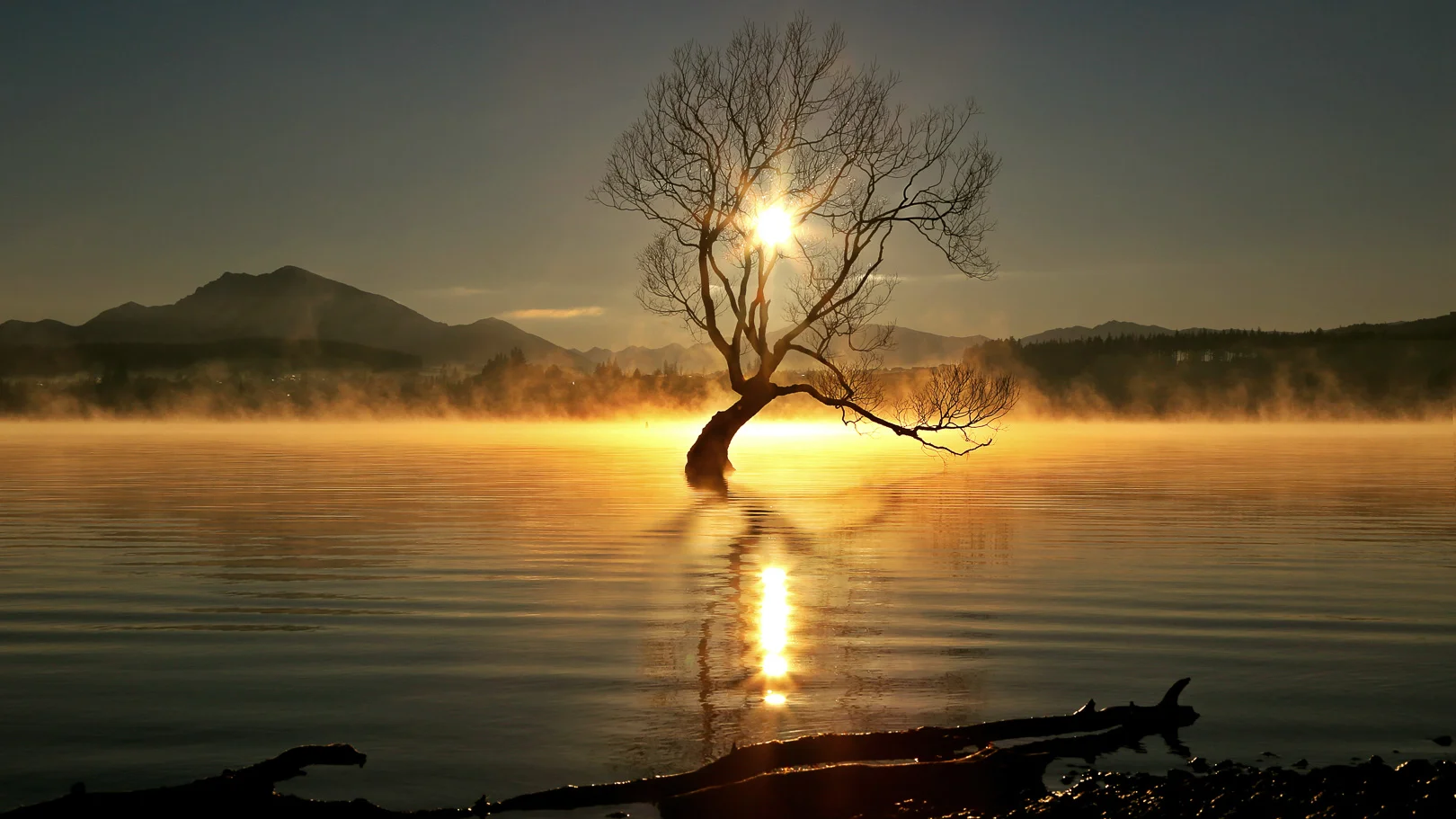 TREE AGAINFINAL 2.JPG