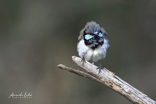 Superb Fairy Wren 002a copy.jpg