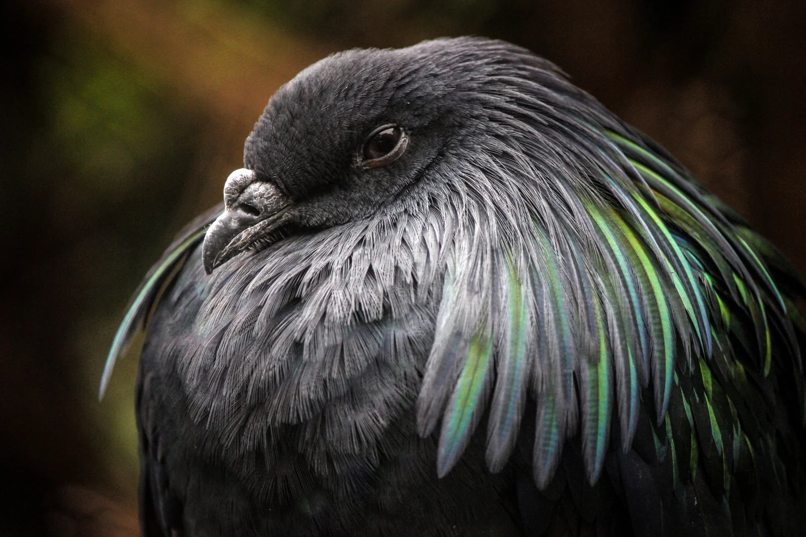 All Puffed Up - Nikki Johnson