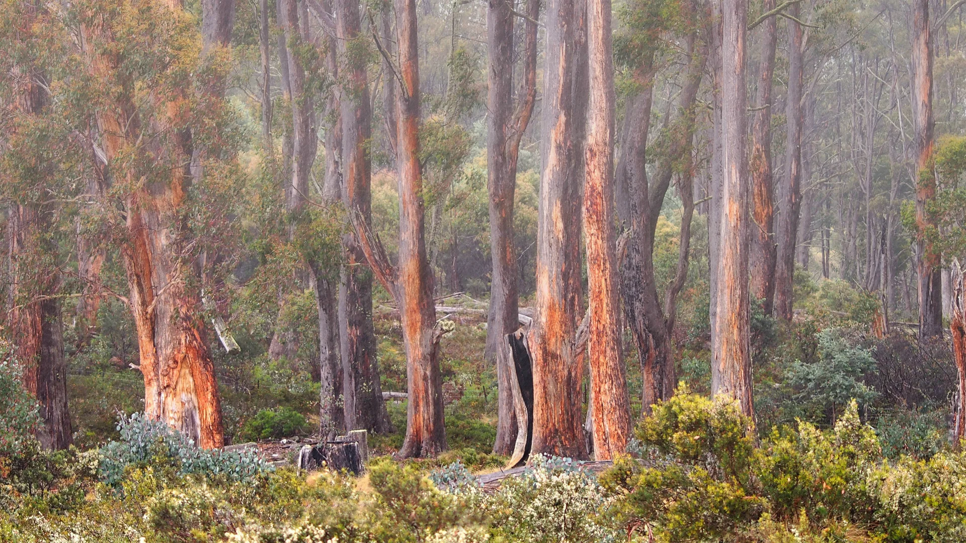 High Country Eucalypts - Paula McManus FAPS