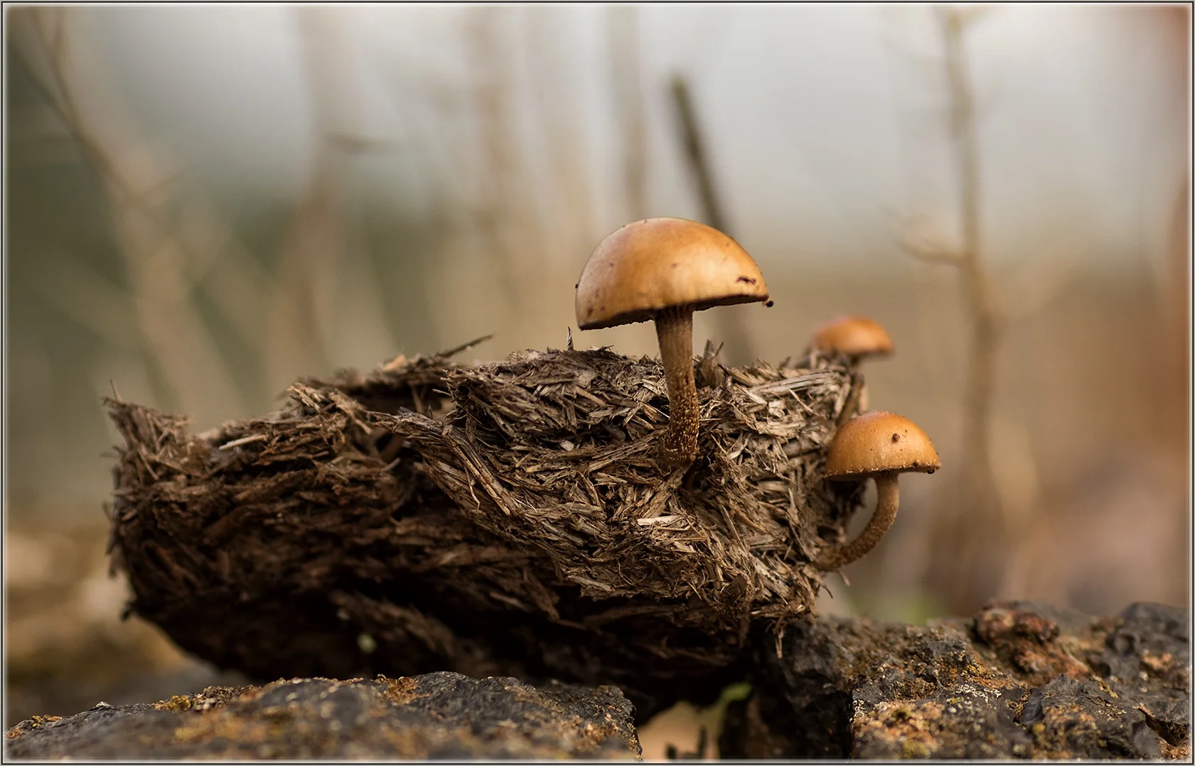 Fungi - Christine Rowland