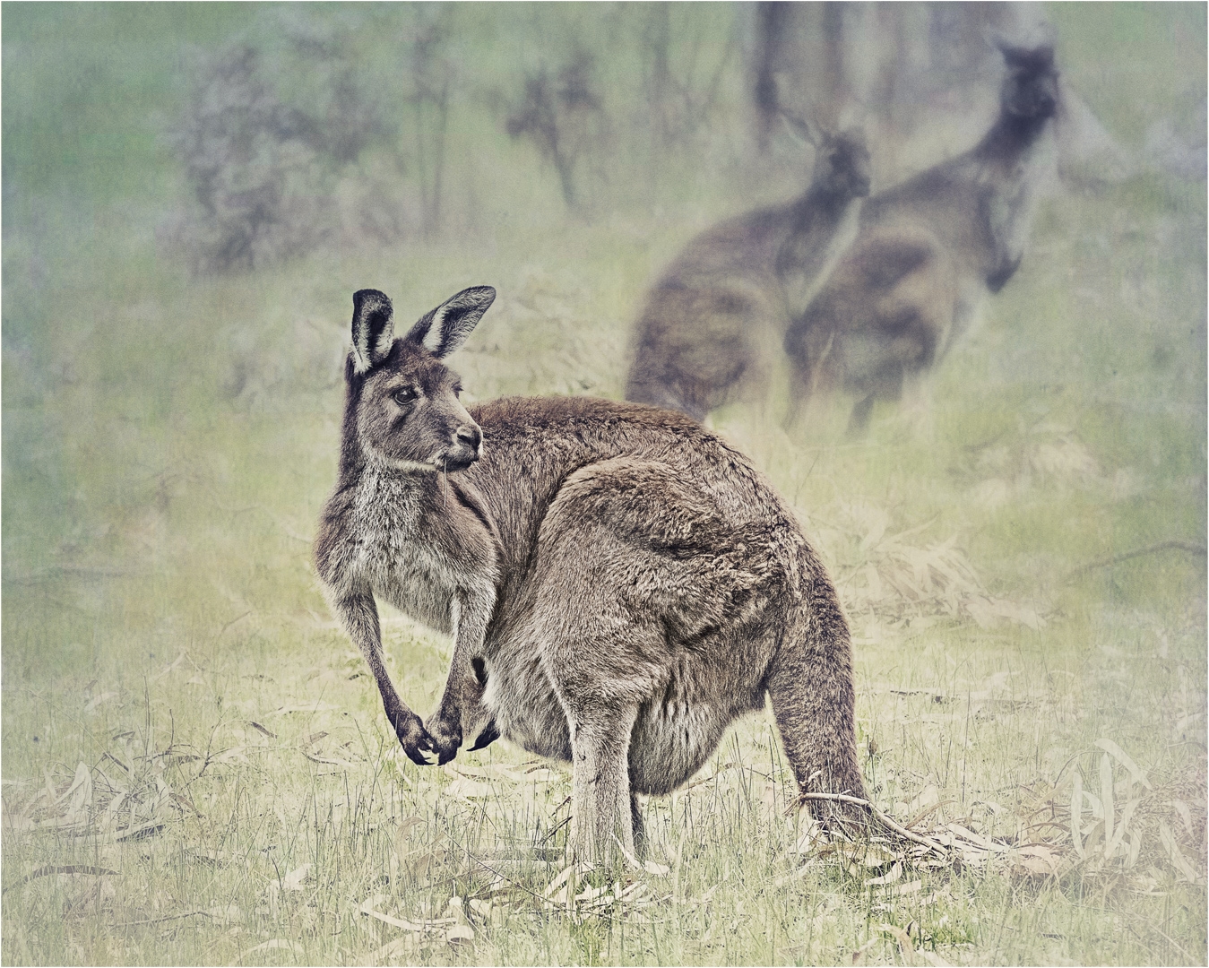 Roo - Dharshini Devasagayam
