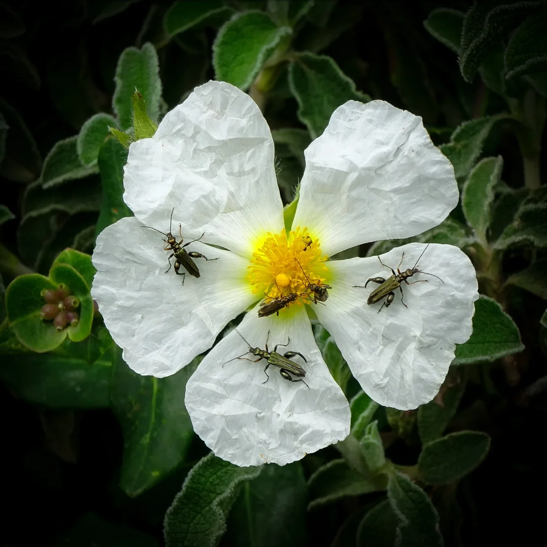 Flower Power - Marilyn Williams