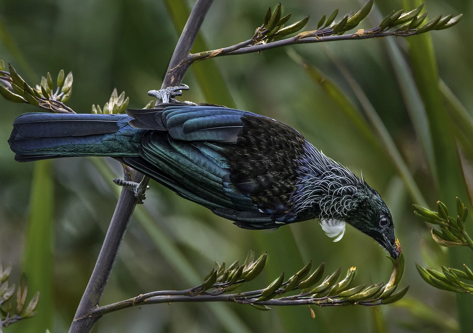 The Tui Bird Feeding - Peter Barrien