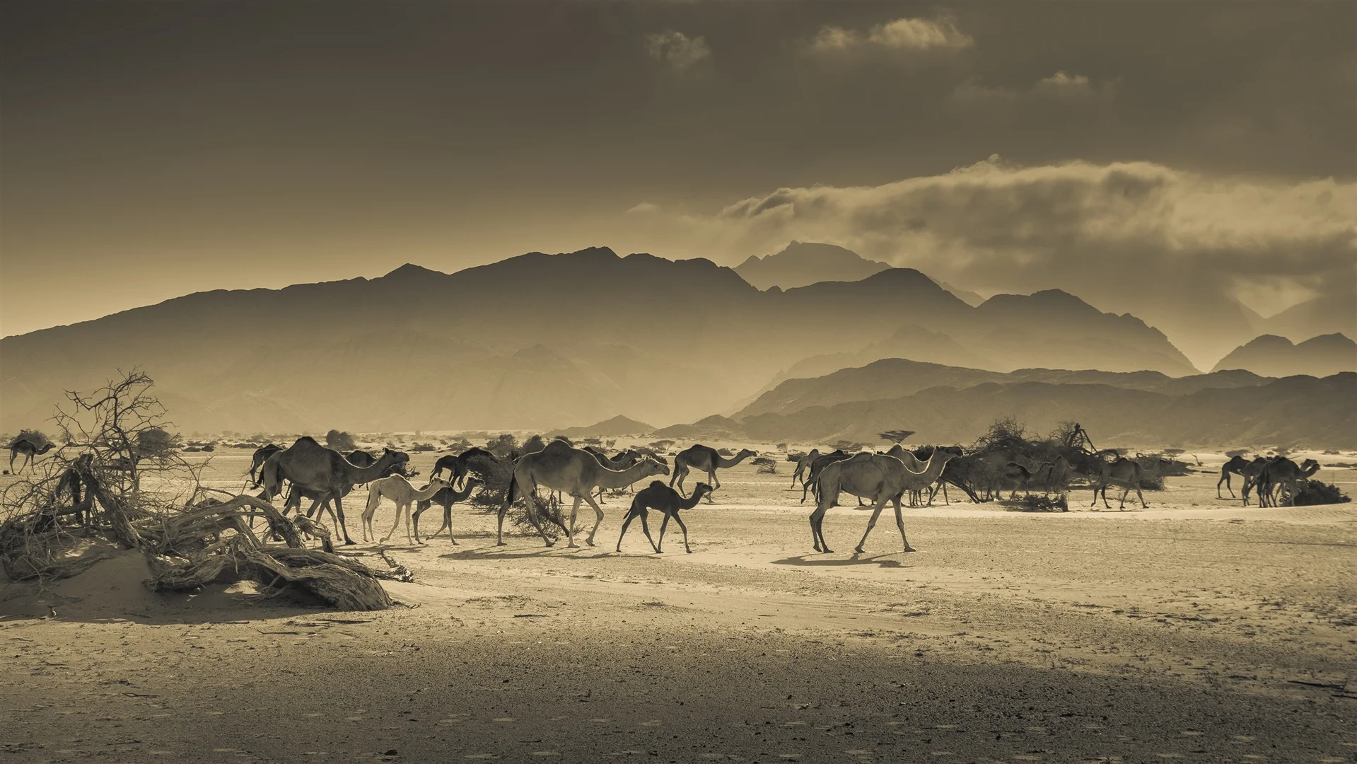 Desert Scape - Yasser Badr