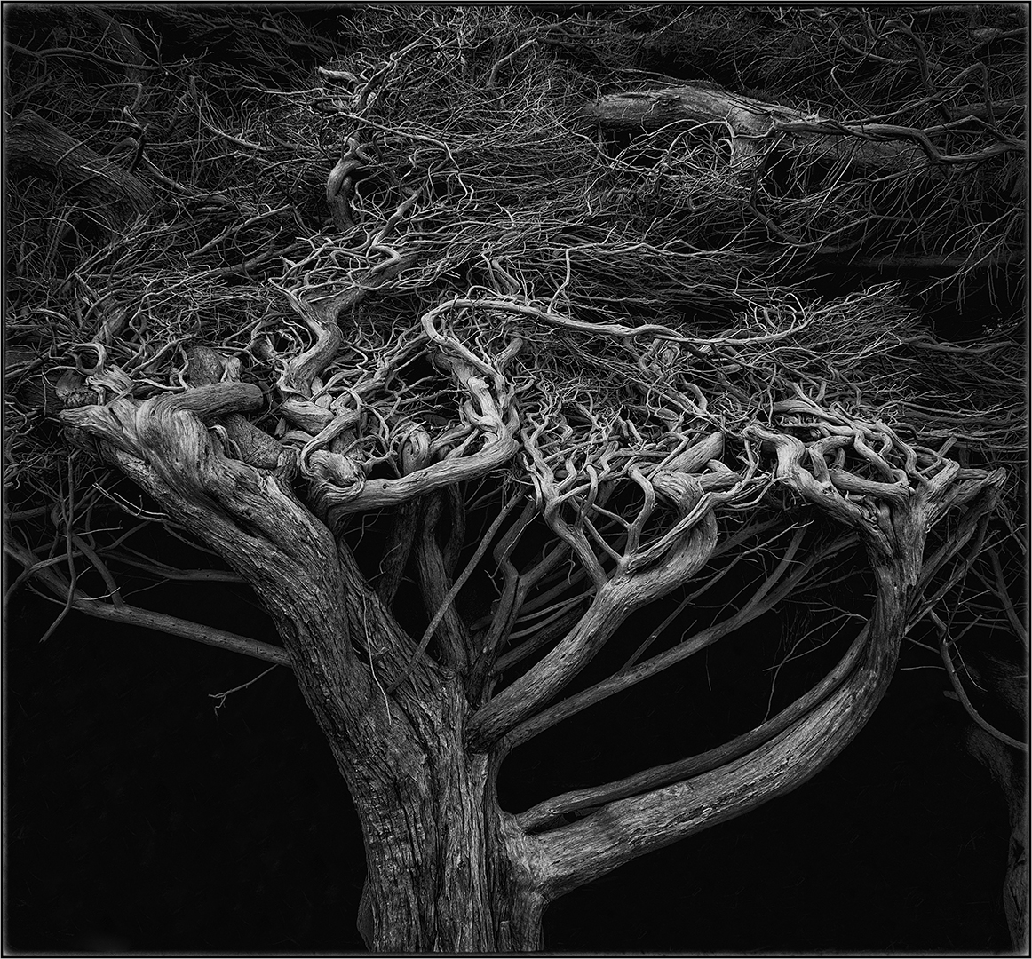 Tangled - Christine Rowland