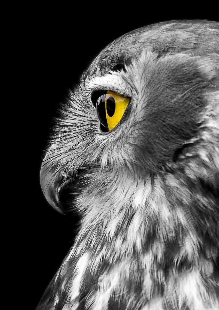 Golden Eye - Marianne Hodge