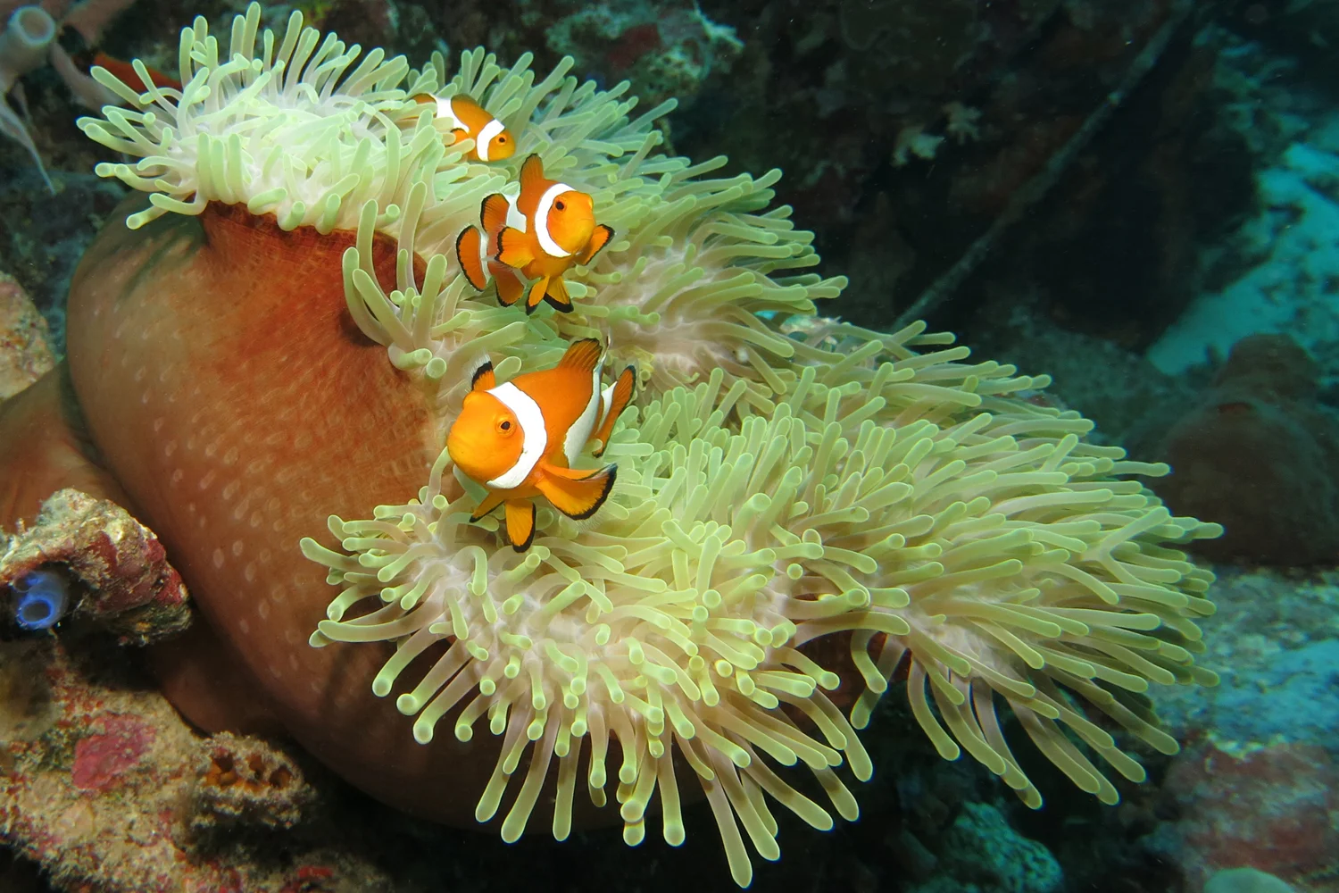 Anenome Fish First Place, Best Wildlife in Show Original Size.jpg