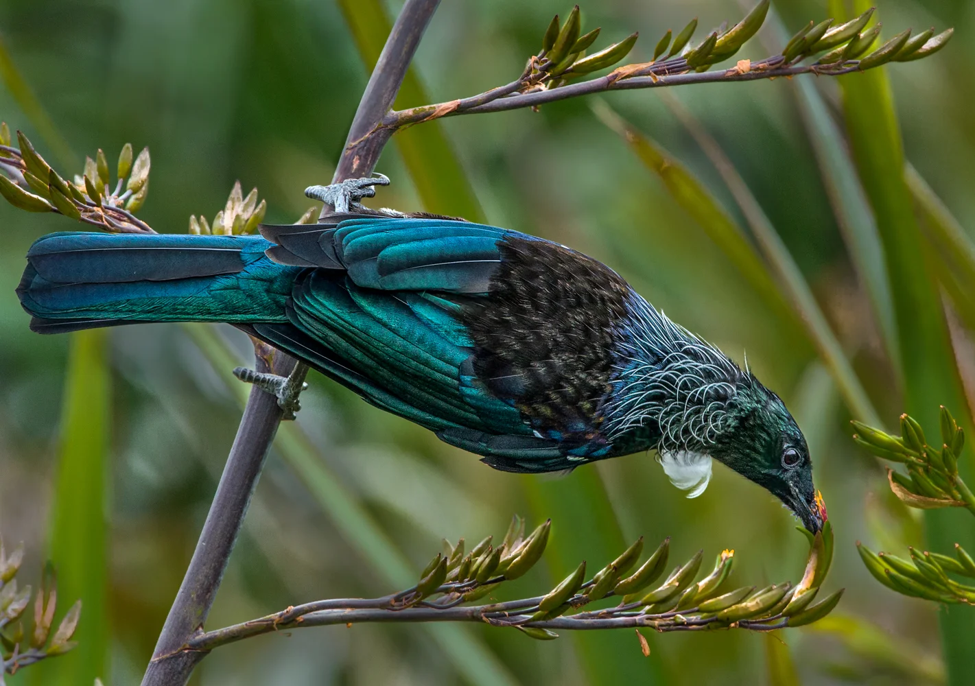 The Tui bird (1 of 1).jpg