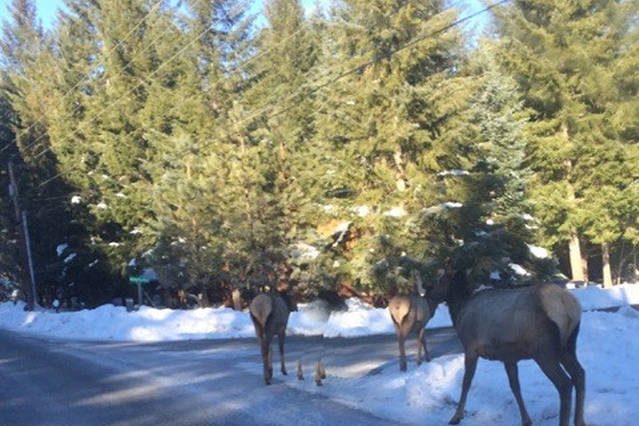 Elk air.jpg
