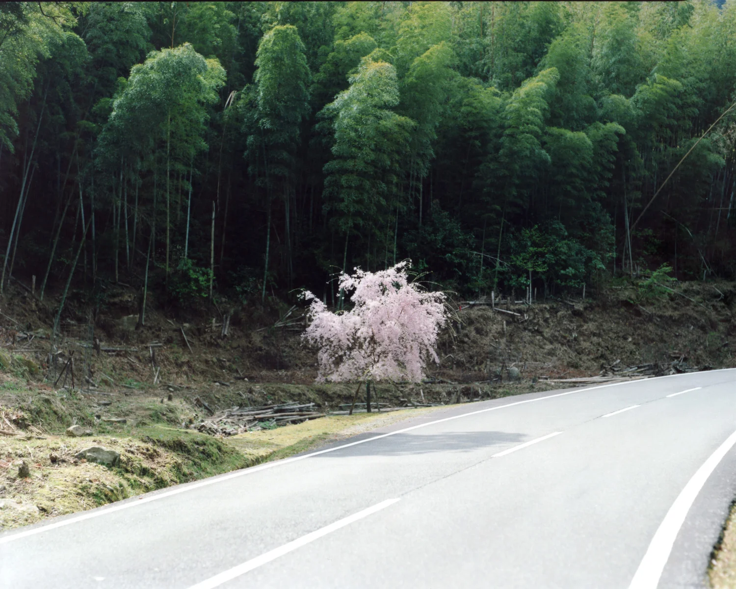 Risaku Suzuki Kyozuka, Kumano