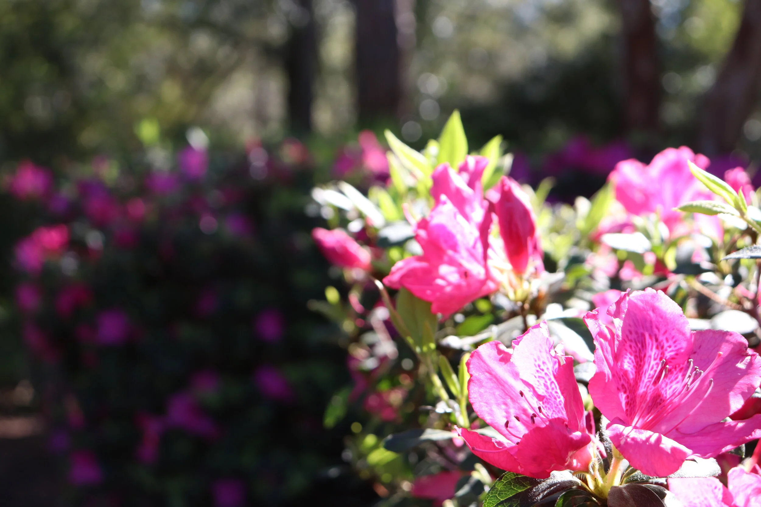 The Beauty in the Unnatural Nature